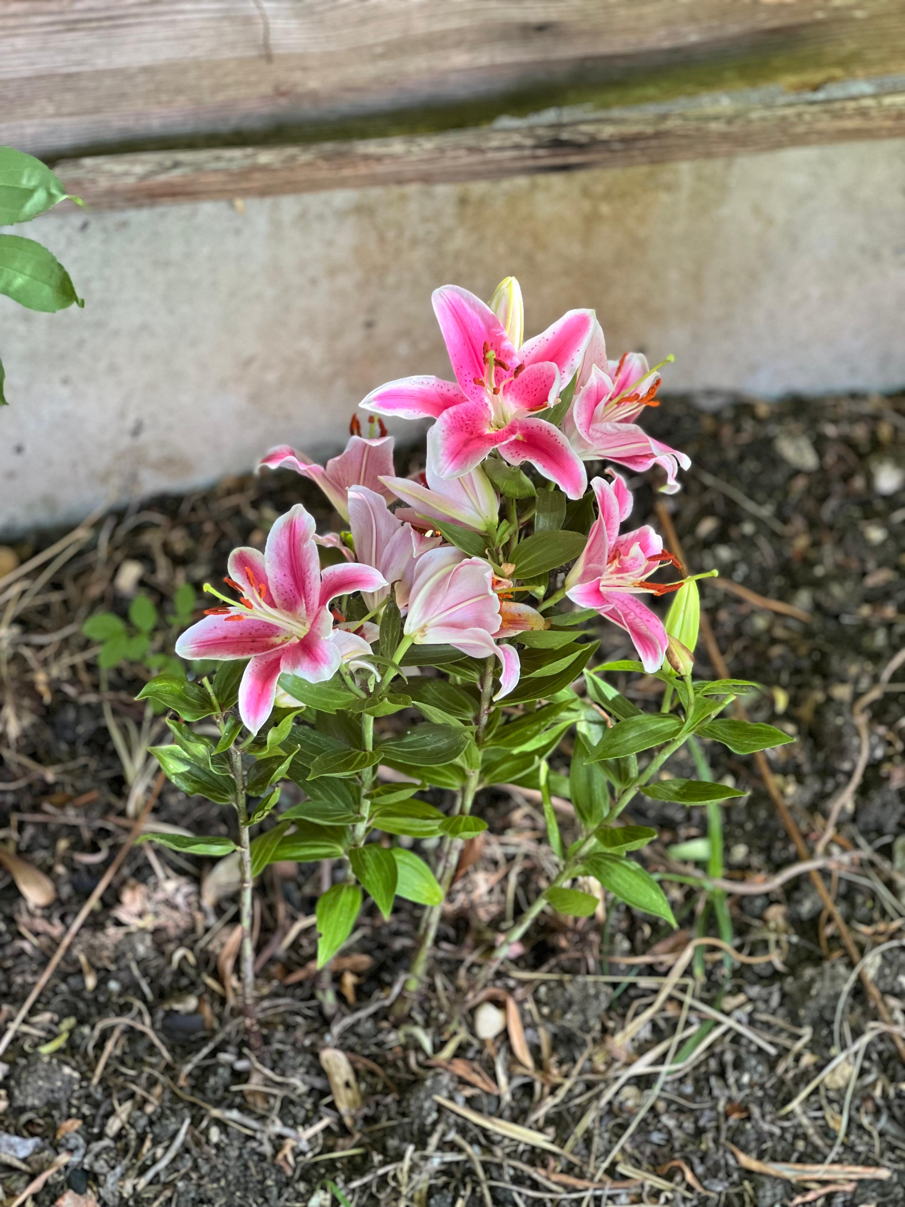 Outdoor Fireplace & Decking Veranda detail 1